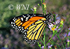 Danaus plexippus